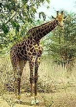 girafe