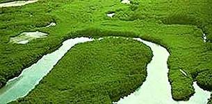 mangrove